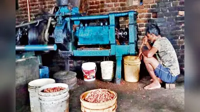 चतरा के किसानों की जीवनशैली में आया डोरी का तेल, महंगाई ने बनाया आत्मनिर्भर
