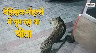 Lucknow News: तेंदुआ के डर से लखनऊ की गलियों में पसरा सन्नाटा, अब तक दो लोगों को बना चुका है निशाना