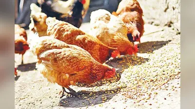 कोरोना का कहर : एक किलो मुर्गी के मांस के साथ 250 ग्राम प्याज मुफ्त