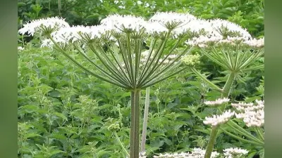 Chorak Benefits: मौसमी बीमारियों से निजात दिलाता है चोरक, जानें औषधीय गुणों से भरपूर पौधे के फायदे