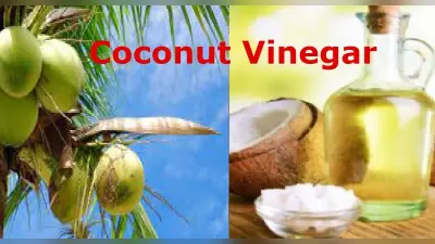 Coconut Vinegar: कोकोनट विनेगर क्या है? इसके हेल्थ बेनिफिट्स के बारे में जानें