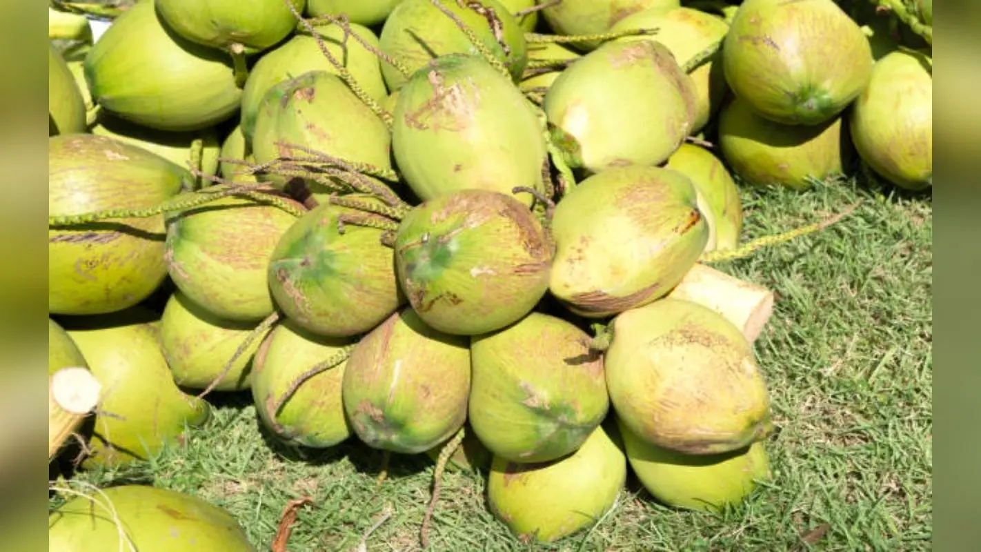 World Coconut Day 2023: कई पौष्टिक और औषधीय गुणों का खजाना है नारियल