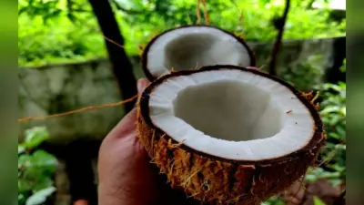 World Coconut Day 2023 : ब्यूटी बढ़ाने के साथ वेट लॉस तक, नारियल में हैं कमाल के फायदे