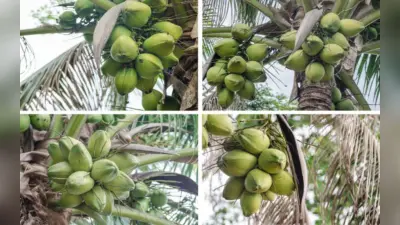 विश्व नारियल दिवस 2023: जानिए इतिहास और महत्व, सेहत के निराले गुणों से भरा है नारियल
