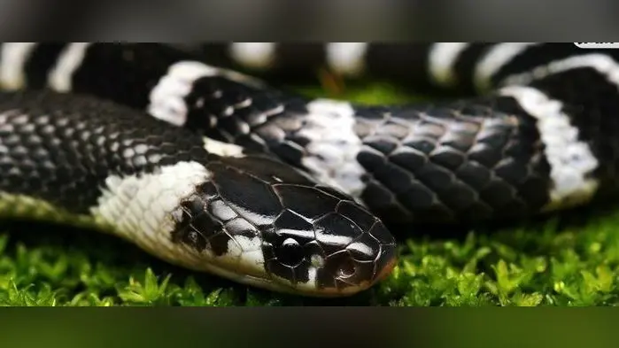 सालभर में सांप ने 384 लोगों को डंसा, दो दर्जन से अधिक लोगों की मौत, हजारीबाग में अभी भी अंधविश्वास में झाड़-फूंक कराते हैं ग्रामीण, ऐसे बचेगी जिंदगी