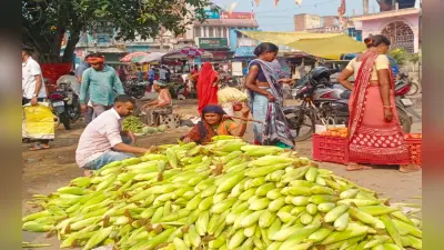 झारखंड : हजारीबाग के बड़कागांव में गरमा मकई उत्पादन से किसानों को हो रहा मुनाफा, जानें कैसे