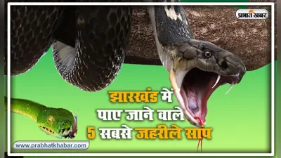 Nag Panchmi 2020 : झारखंड में कितने तरह के पाए जाते है सांप ? कोबरा से सात गुणा जहरीला है Common Krait