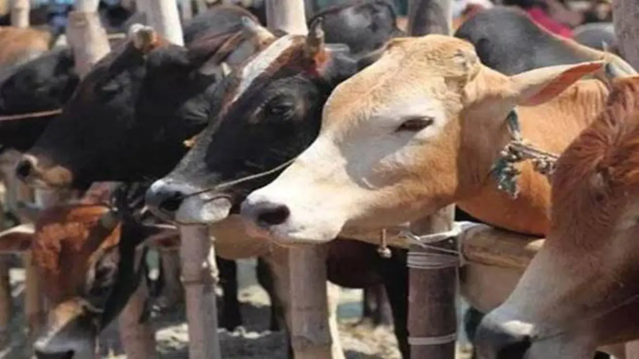 बरेली में बार-बार गोकशी या फिर साजिश, एक महीने में दर्जनभर से अधिक घटनाओं से पुलिस महकमा परेशान