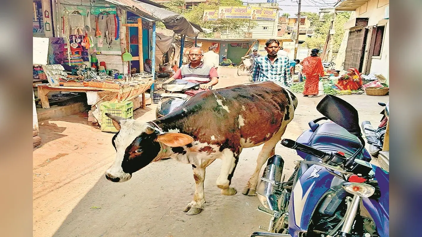 jharkhand News: धनबाद की सड़कों पर आवारा पशुओं ने मचा रखा है आतंक, कई की ले चुका है जान, निगम बेपरवाह