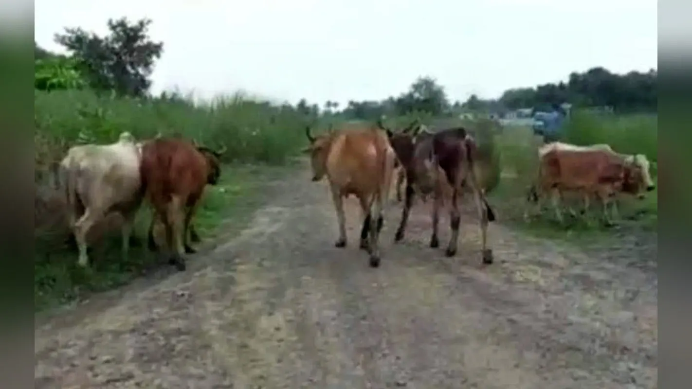 पश्चिम बंगाल में 50 गायों के साथ 9 तस्कर गिरफ्तार, पूर्व बर्दवान जिला पुलिस ने की कार्रवाई