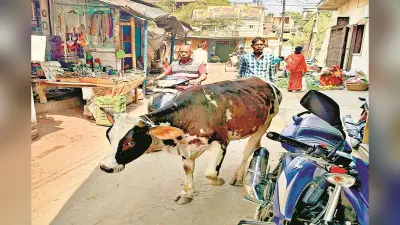 jharkhand News: धनबाद की सड़कों पर आवारा पशुओं ने मचा रखा है आतंक, कई की ले चुका है जान, निगम बेपरवाह