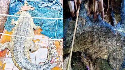 Bihar: जब जिंदा मगरमच्छ पकड़कर गांव ले आए जोहिद व तौहीद, दोनों भाइयों ने गांव के डर को ऐसे कर दिया खत्म…