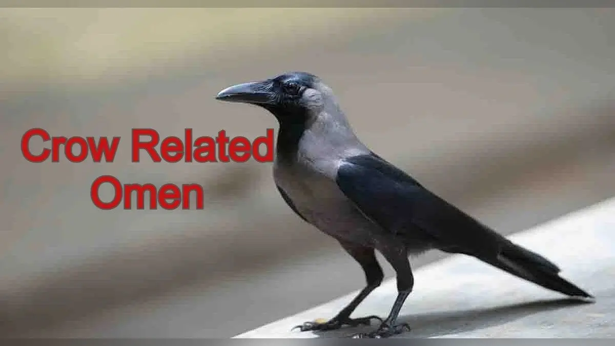 Crow Related Omen: शकुन शास्त्र के अनुसार जानें कौआ से जुड़े शुभ और अशुभ संकेत