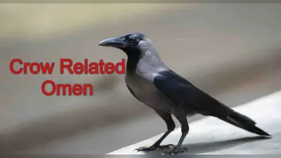 Crow Related Omen: शकुन शास्त्र के अनुसार जानें कौआ से जुड़े शुभ और अशुभ संकेत