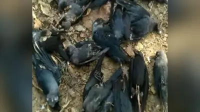 Bird Flu : हवा में मर कर घरों में भी गिर रहे हैं कौवे, मच गया हड़कंप