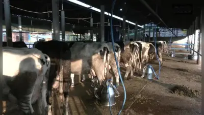 Bihar Dairy News: बिहार में 1428 डेरी फ़ार्म खुलने जा रहा है , जिसे खोलने के लिए सरकार आपको देगी सब्सिडी