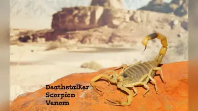 Deathstalker Venom: सबसे महंगा होता है इस जीव का जहर, करोड़ों में है इसकी कीमत, आ जाएंगे इतने हीरे जेवरात