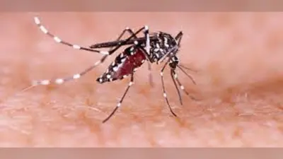 Dengue In Bihar: बच्चों को स्कूल-कॉलेज भेजने से पहले जान लें ये बात, डेंगू को लेकर हेल्थ एडवाइजरी जारी