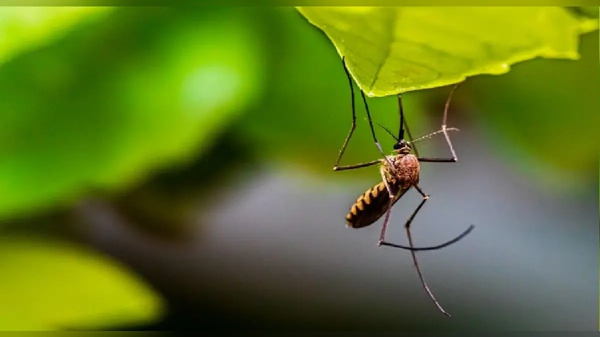 Dengue Alert: डेंगू को लेकर एक्शन में केन्द्र सरकार, 9 प्रभावित राज्यों में भेजी हाईलेवल टीम, जानिए इसके लक्षण