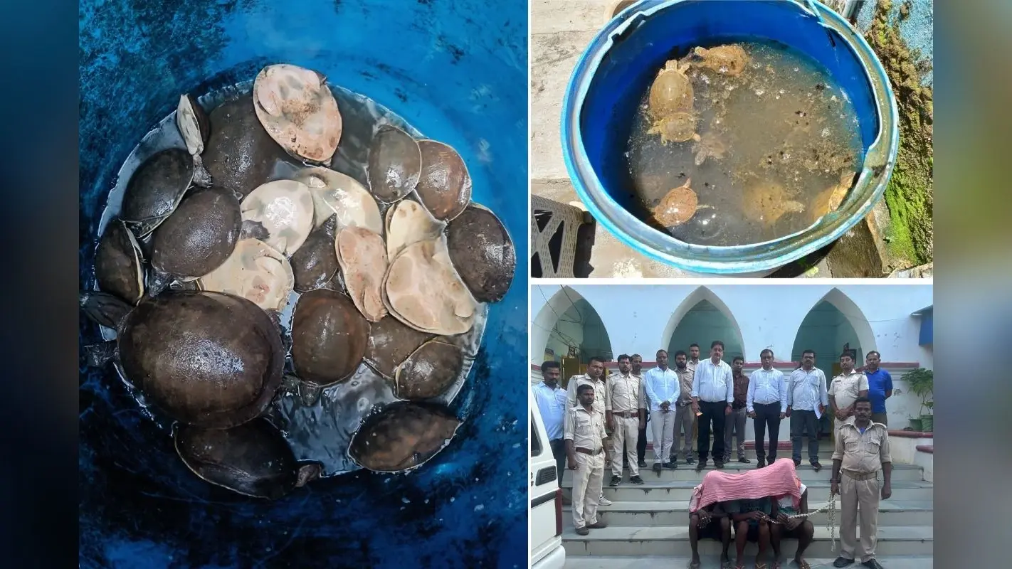 देवघर एयरपोर्ट पर 39 कछुए के साथ तीन गिरफ्तार, तस्करी की आशंका, आरोपियों ने कहा- खाने के लिए ले जा रहे थे..