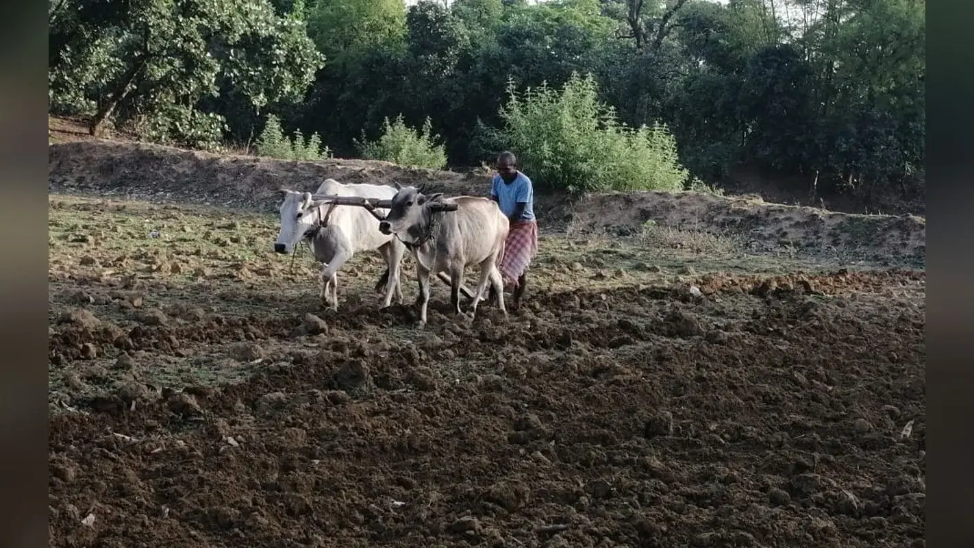 झारखंड : गिरिडीह के देवरी में धान की बुआई के लिए खेत तैयार, पर किसानों को अब तक नहीं मिले बीज