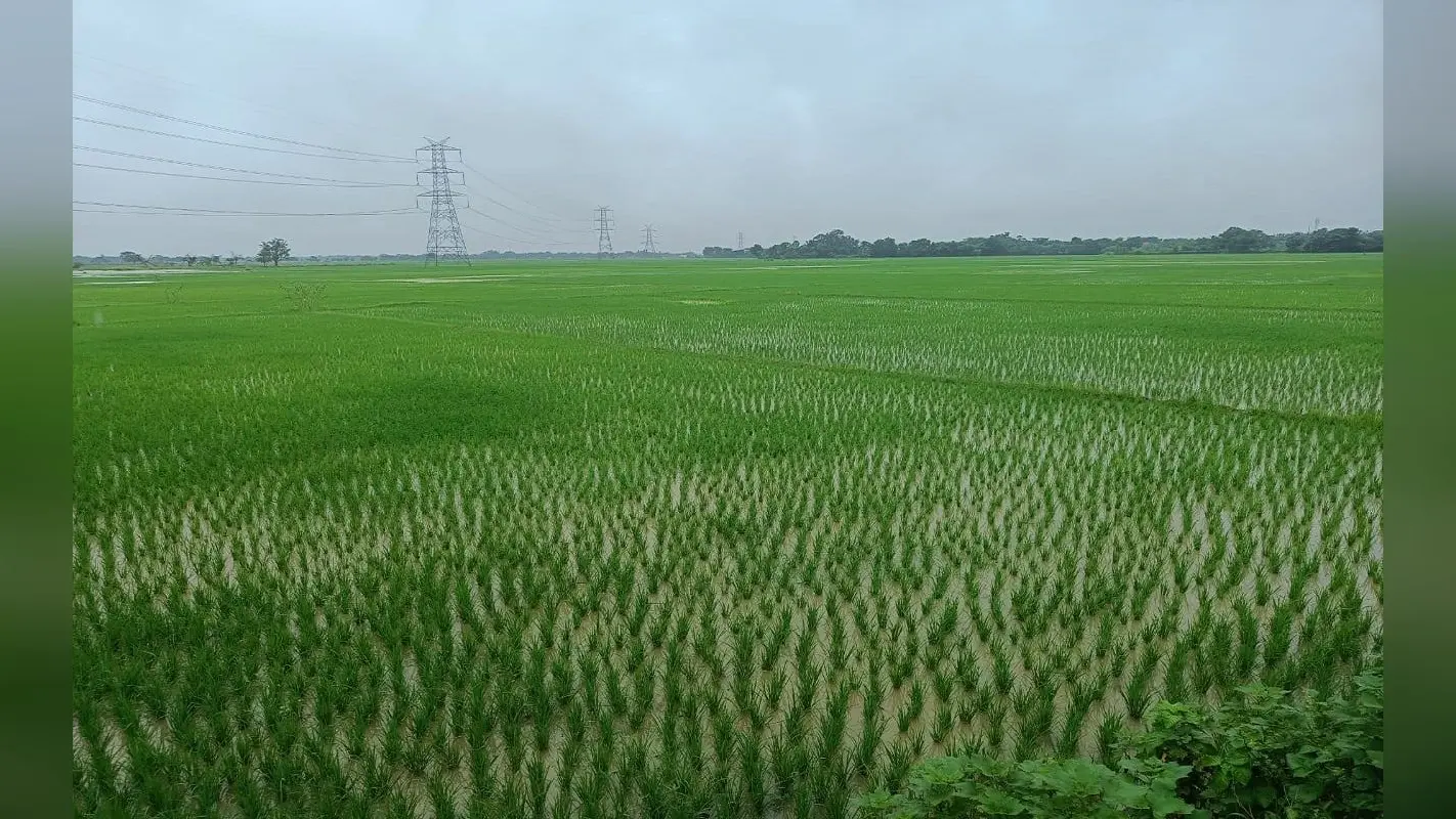 Agriculture News: मानसून एक्टिव, किसानों ने शुरू की धान की रोपाई, क्रॉप वेदर वॉच ग्रुप ने जारी की एडवाइजरी