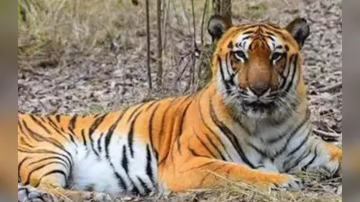 देश का 54वां बाघ अभयारण्य बना Dholpur-Karauli Tiger Reserve