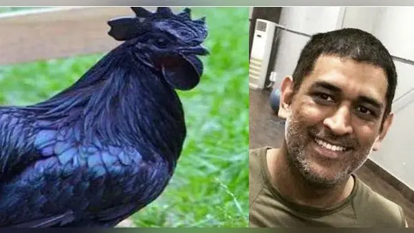धोनी पर रवि शास्त्री का बड़ा खुलासा, कहा- माही के इस फैसले से सदमे में थे भारतीय खिलाड़ी