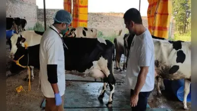 विश्व दूध दिवस: बिहार में लोगों की पहली पसंद बना गाय का दूध, पटना में अधिक तो शिवहर में सबसे कम उत्पादन
