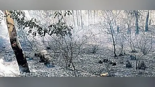 अजूबा : बड़कागांव के सूर्य मंदिर स्थित तीन-चार पेड़ों से निकल रहे हैं धुएं