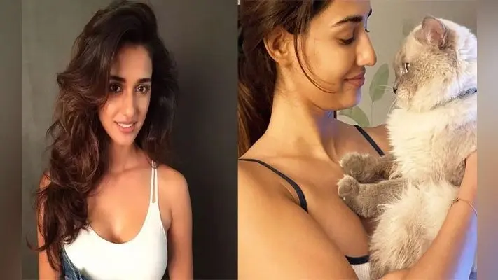 Disha Patani ने अपनी कैट्स पर बरसाया प्यार, फैंस बोले अगले जनम मोहे बिल्ली कीजो . . .