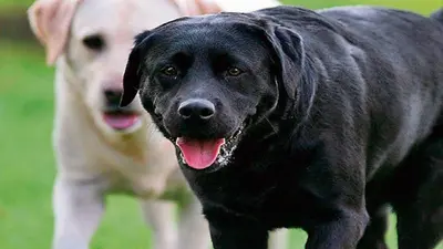 तमिलनाडु में खौफनाक वारदात, पालतू डॉगी को ‘कुत्ता’ कहने पर भड़के शख्स ने पड़ोसी को मार डाला