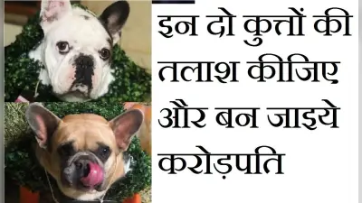 इन दो कुत्तों को ढूंढ़िये और पायें साढ़े तीन करोड़ से ज्यादा का इनाम