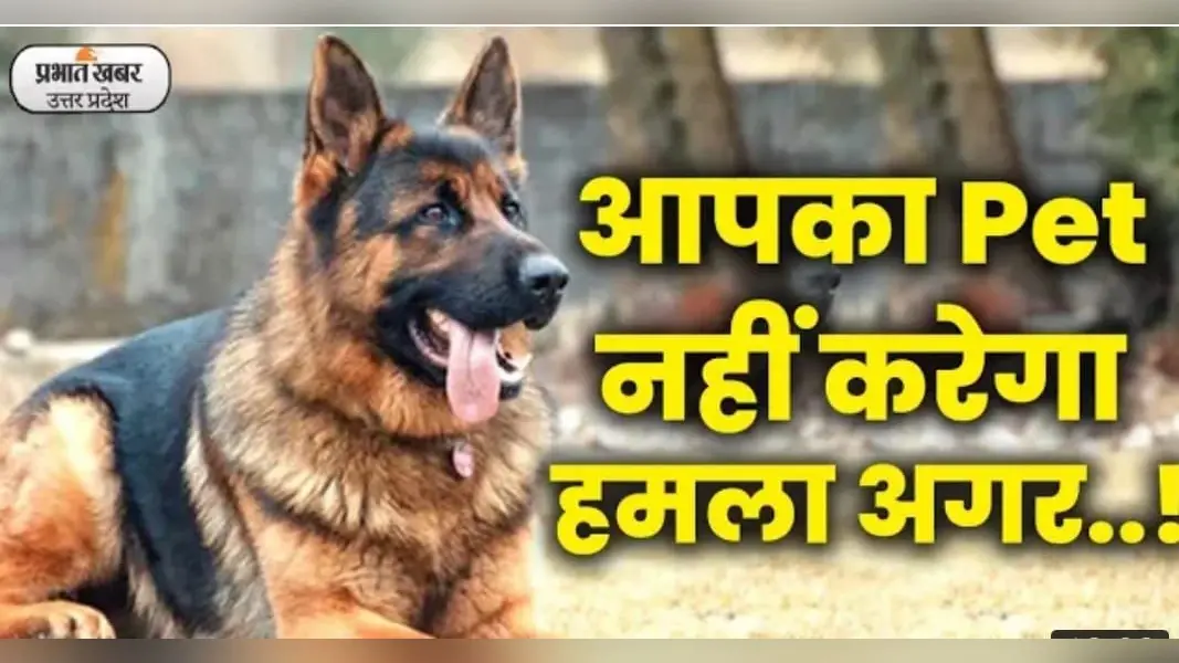 Dog Attack: डॉग कब कर सकते हैं हमला, जानें क्या कहते हैं विशेषज्ञ