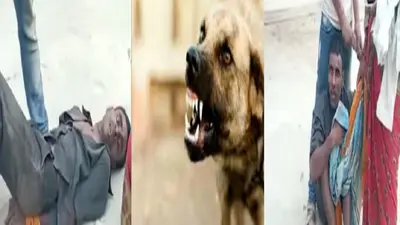 Bihar: वफादार ‘बादशाह’ की कब्र के पास ही 4 दिनों से डटा है ‘एंथोनी’, साथी कुत्तों ने भी खाना-पानी त्यागा