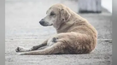UP News Update : आजमगढ़ में रहस्यमय बीमारी से बड़ी संख्या में कुत्तों की मौत, दहशत में ग्रामीण