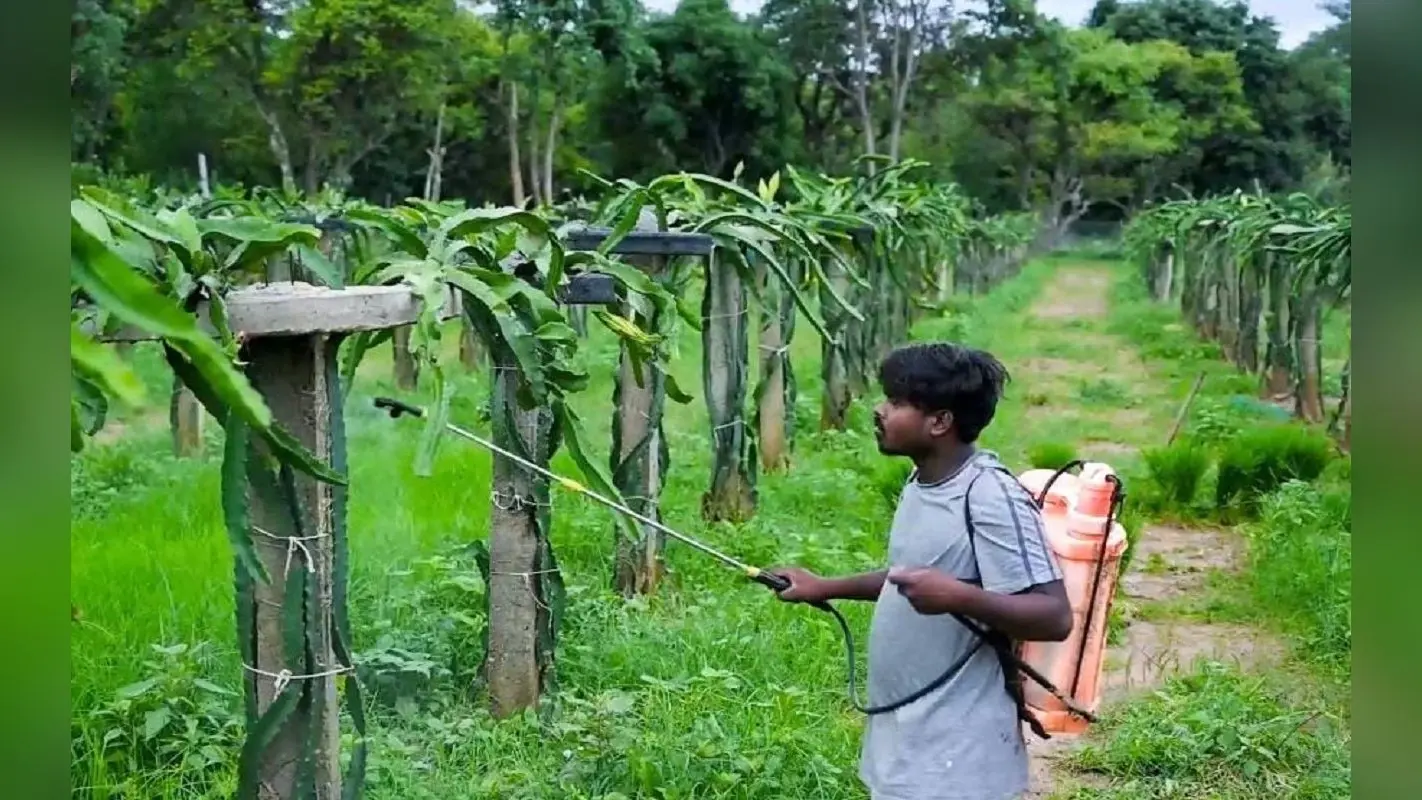 Dragon Fruit Cultivation: ड्रैगन फ्रूट कैपिटल बनाने की तैयारी, खूंटी में चल रहा हर घर ड्रैगन फ्रूट अभियान