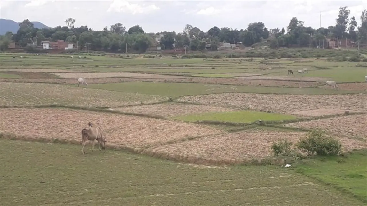 Jharkhand News : झारखंड में सुखाड़ के हालात, किसानों की चिंता बढ़ी, राहत के लिए की विशेष पैकेज की मांग