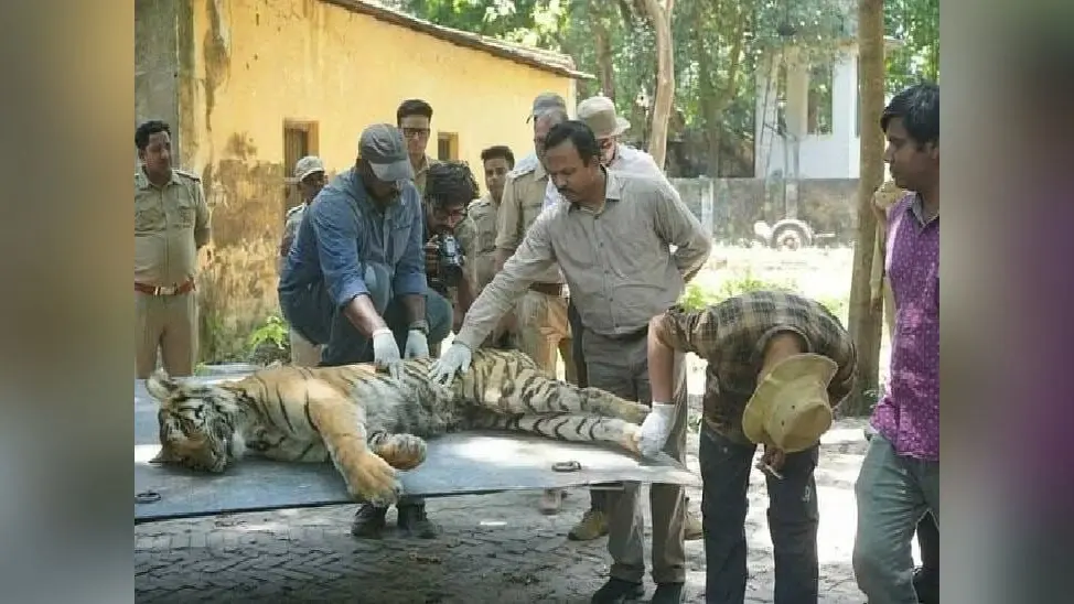 UP News: दुधवा में बाघों की मौत, सीएम योगी आदित्यनाथ ने लिया संज्ञान, वन मंत्री से मांगी जानकारी