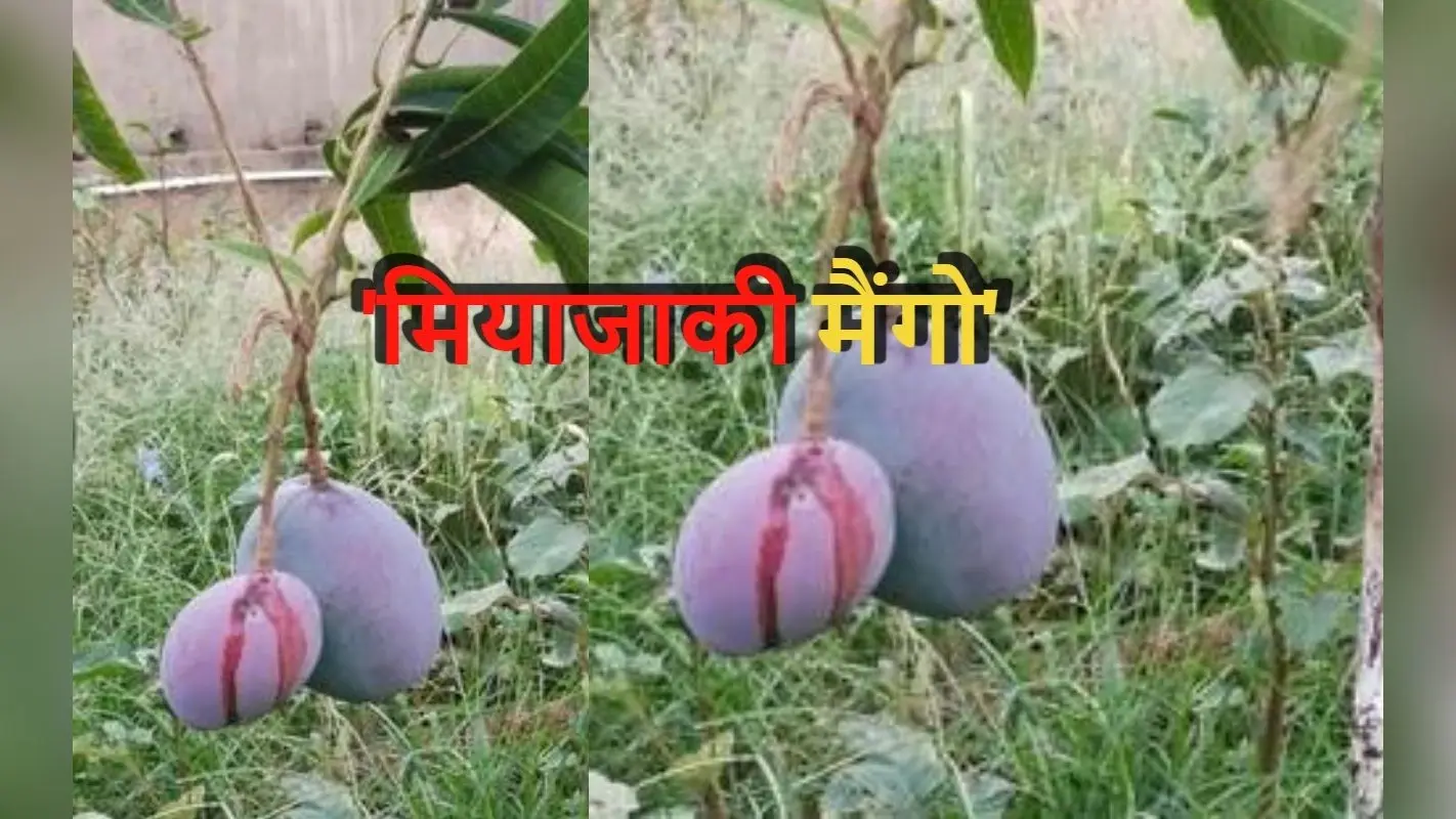 झारखंड में फल रहा 2.5 लाख रुपये किलो वाला आम, जानें इस जापानी नस्ल मियाजाकी में क्या है खास