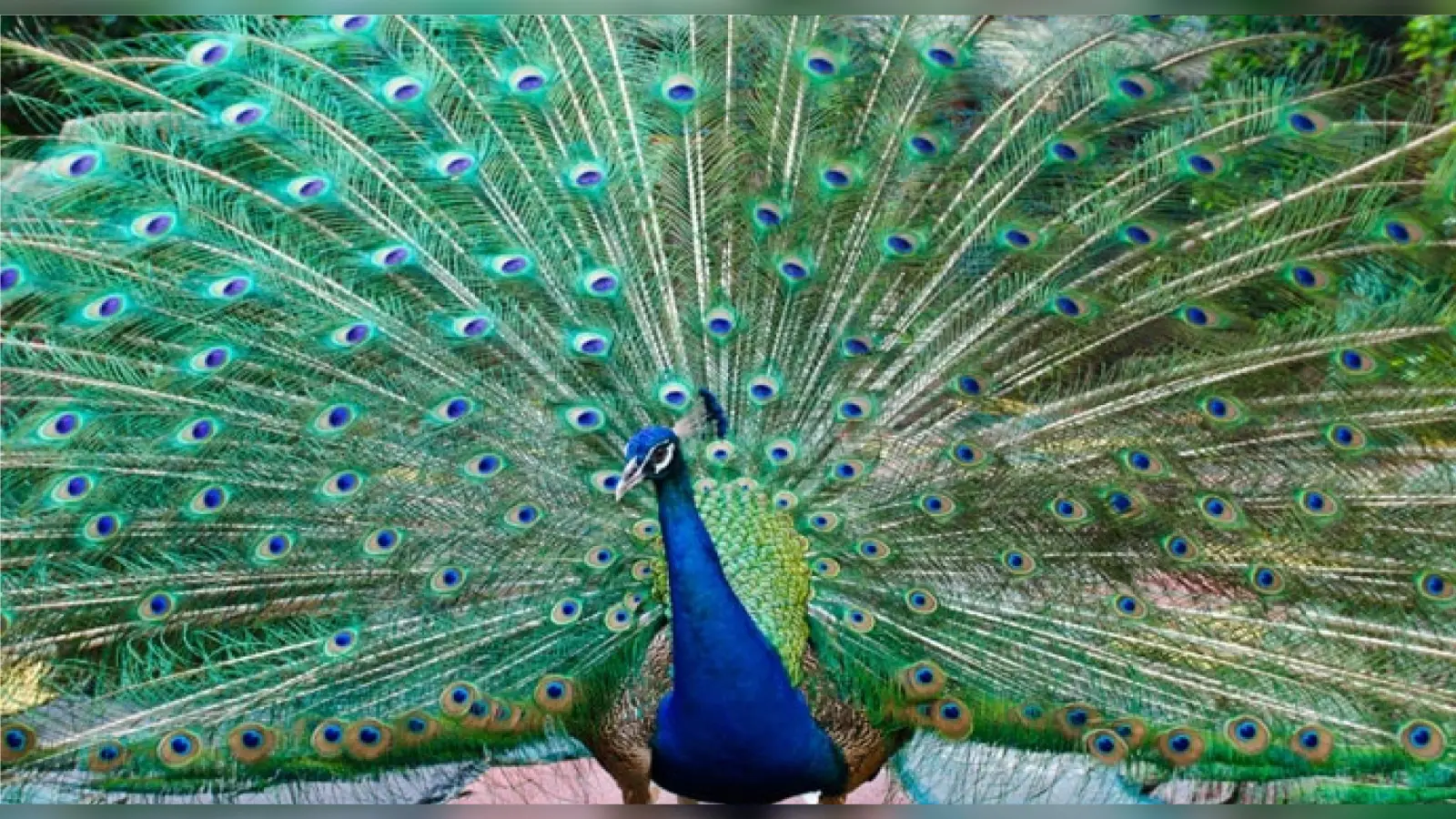 गोपालगंज में बदमाशों ने पंख के लिए मार डाले पांच मोर, जांच में जुटी वन विभाग की टीम