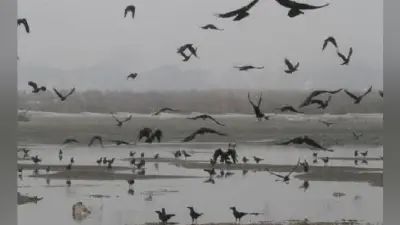 कोरोना पॉजिटिव शवों को गंगा में बहाने से बढ़ेगा संक्रमण का खतरा, मछलियों के जरिये इंसानों को हो सकता है नुकसान