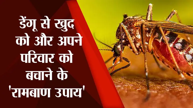 डेंगू होने पर घबराए नहीं, कुछ आसान स्टेप फॉलो कर जल्द हो सकते हैं रिकवर, डॉक्टर की ये सलाह जरूर देखें