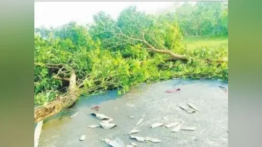 Bihar Weather : आंधी और ओलावृष्टि से दर्जनों पेड़ गिरे, बिजली आपूर्ति बाधित, आम की फसल को क्षति
