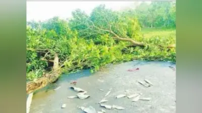 Bihar Weather : आंधी और ओलावृष्टि से दर्जनों पेड़ गिरे, बिजली आपूर्ति बाधित, आम की फसल को क्षति
