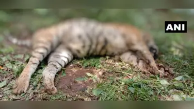केरल : गर्भवती हथिनी की मौत के बाद जंगल में मिला बाघ का शव, मुंह पर चोट का निशान