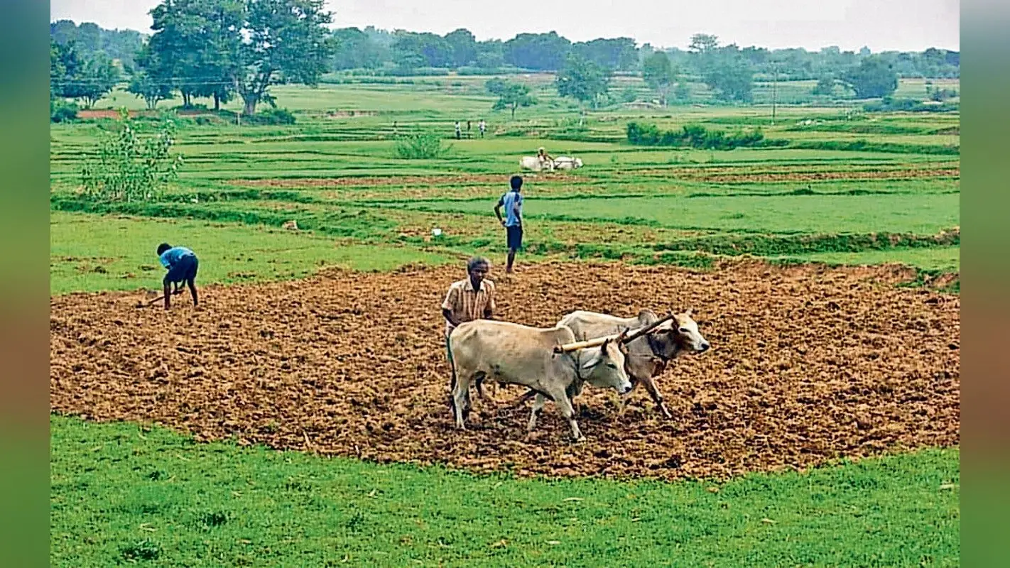 झारखंड : कम बारिश से कोल्हान के किसान परेशान, अब तक नहीं लगी धान की फसल, चारा भी सूख रहा