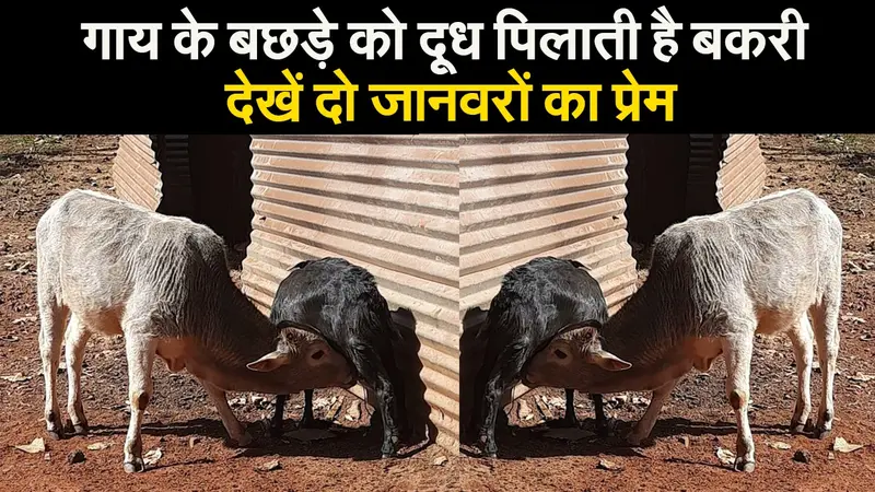 गाय के बछड़े को दूध पिलाती है बकरी, देखें दो जानवरों का प्रेम
