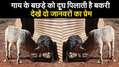 गाय के बछड़े को दूध पिलाती है बकरी, देखें दो जानवरों का प्रेम