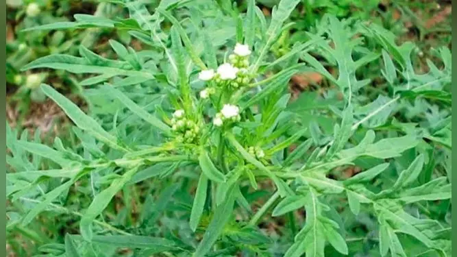 उत्तराखंड में खत्म होने की कगार पर हैं डेढ़ सौ से अधिक वनस्पति प्रजातियां